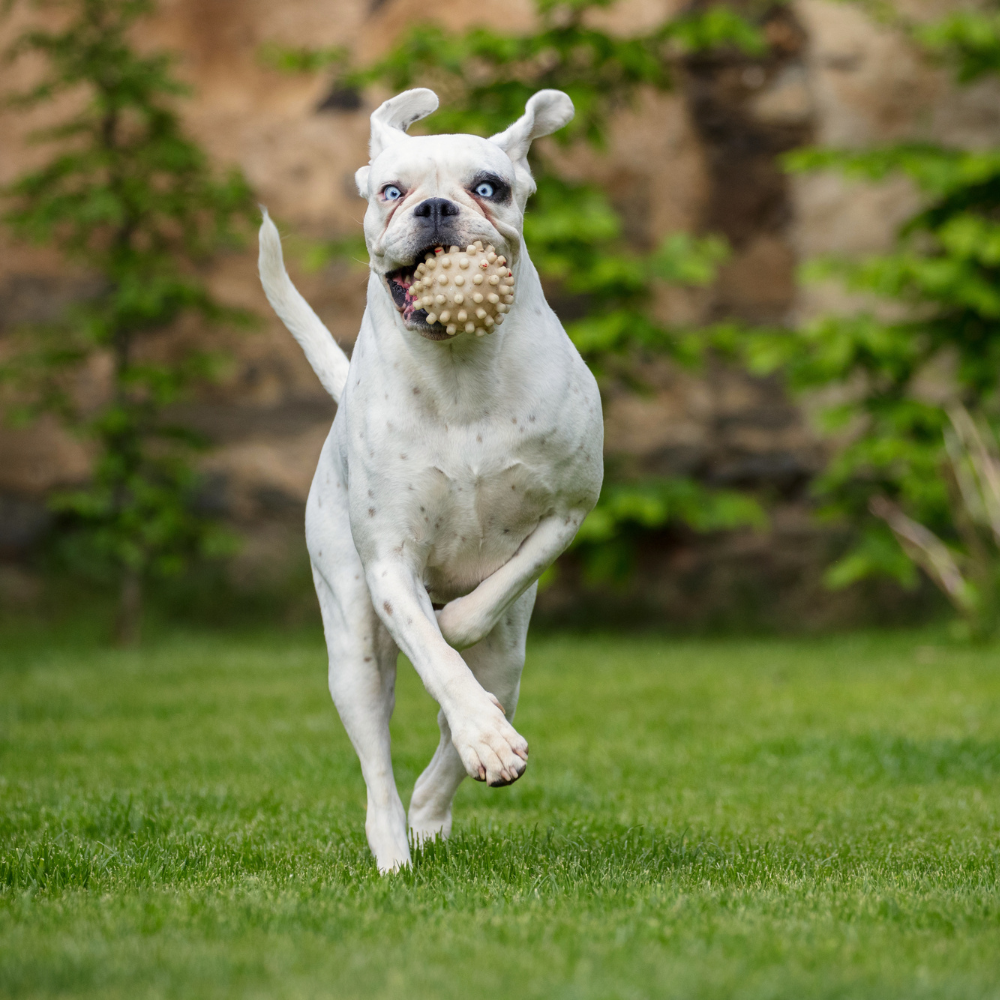 Endless Fun Awaits: Why Pet Toys Are Vital for Happiness