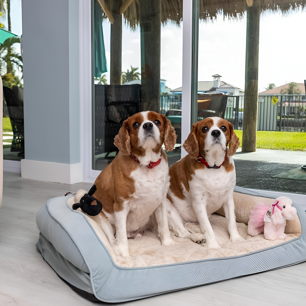 Pamper Your Pets: Why Pet Beds Are Essential for Comfort